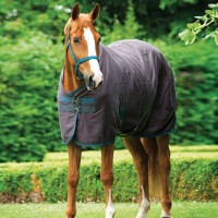  Chemise coton Amigo
